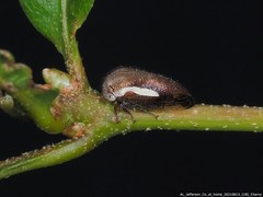 Ophiderma flavicephala