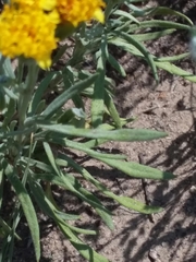 Picradeniopsis oppositifolia