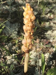 Corallorhiza striata vreelandii
