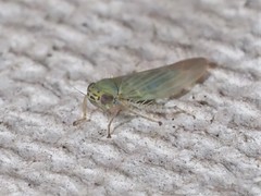 Macrosteles quadrilineatus