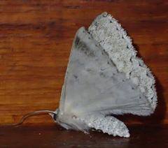 Pingasa abyssiniaria