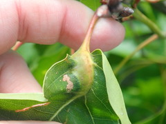 Melikaiella tumifica