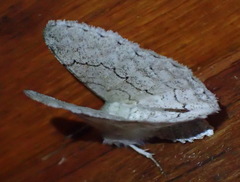 Pingasa abyssiniaria