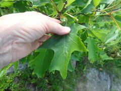 Melikaiella tumifica