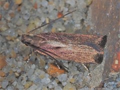 Psilocorsis quercicella