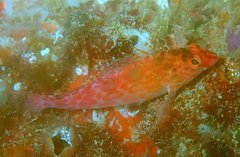Cirrhitichthys oxycephalus
