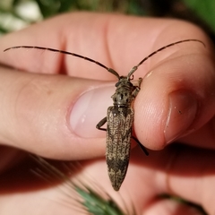 Elytrimitatrix undata
