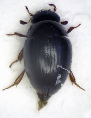 Cercyon convexiusculus