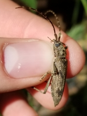 Elytrimitatrix undata