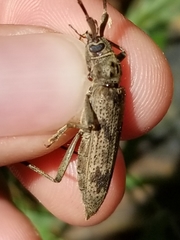 Elytrimitatrix undata