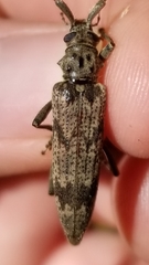 Elytrimitatrix undata