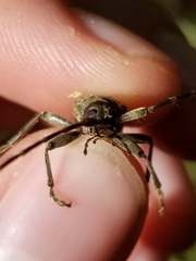 Elytrimitatrix undata