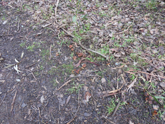 Cortinarius clelandii