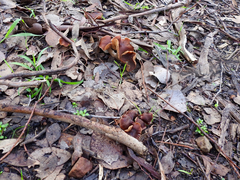 Cortinarius clelandii