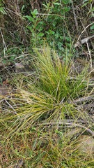 Carex flagellifera
