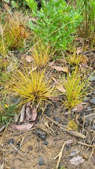 Carex flagellifera