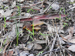 Cortinarius clelandii