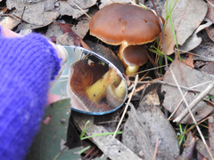 Cortinarius clelandii