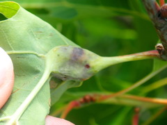 Melikaiella tumifica