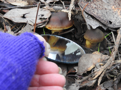 Cortinarius clelandii
