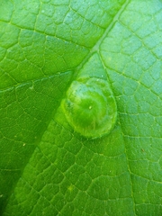 Pachypsylla celtidisumbilicus
