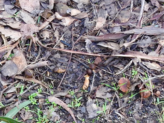 Cortinarius clelandii