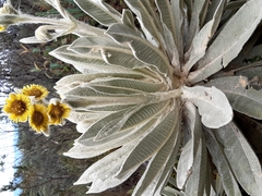 Espeletia pycnophylla