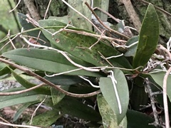 Gomesa bifolia