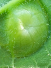 Pachypsylla celtidisumbilicus