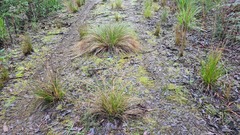 Carex flagellifera