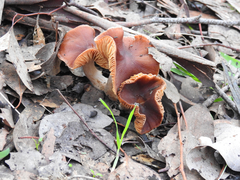 Cortinarius clelandii