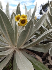 Espeletia pycnophylla