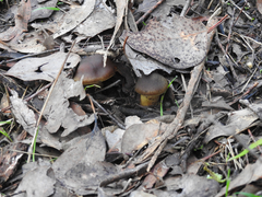 Cortinarius clelandii