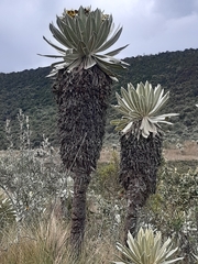 Espeletia pycnophylla