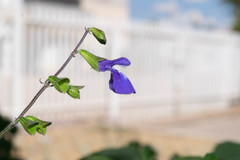 Salvia xolocotzii