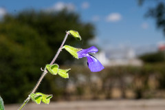 Salvia xolocotzii