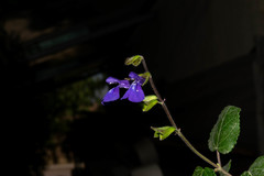 Salvia xolocotzii
