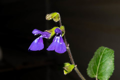 Salvia xolocotzii