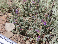 Penstemon californicus