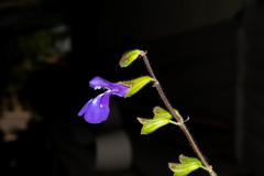 Salvia xolocotzii