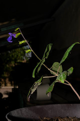 Salvia xolocotzii