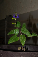 Salvia xolocotzii