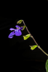 Salvia xolocotzii