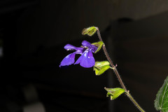 Salvia xolocotzii