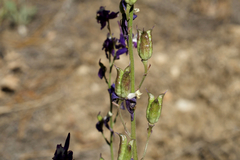 Delphinium hansenii