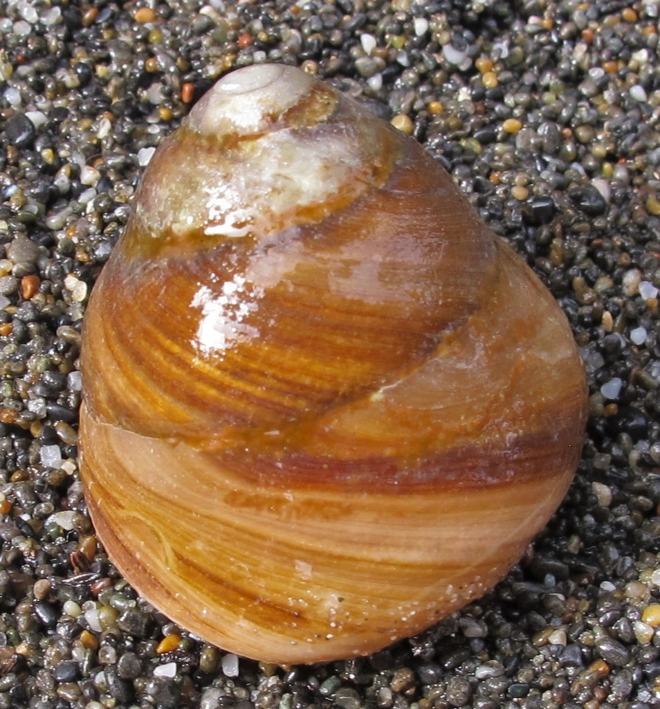 Brown Tegula