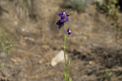 Delphinium hansenii