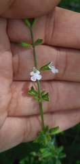 Salvia podadena