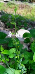 Salvia podadena