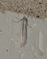 Doryodes tenuistriga
